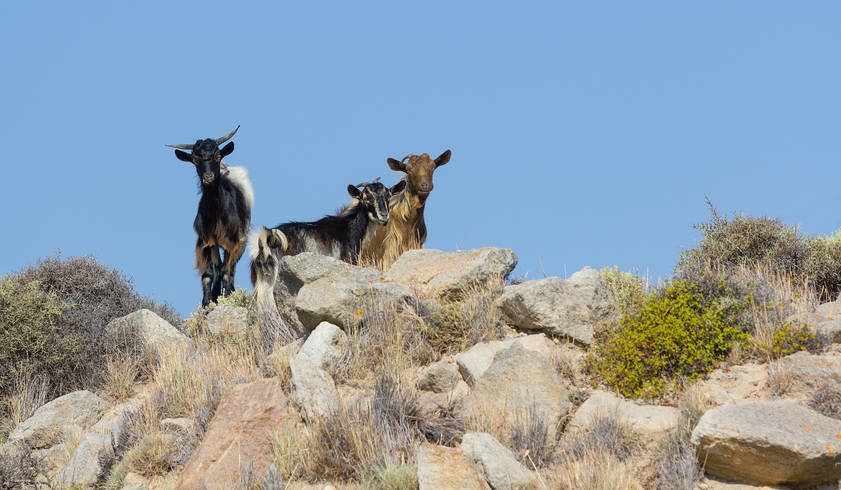 cabras salvajes