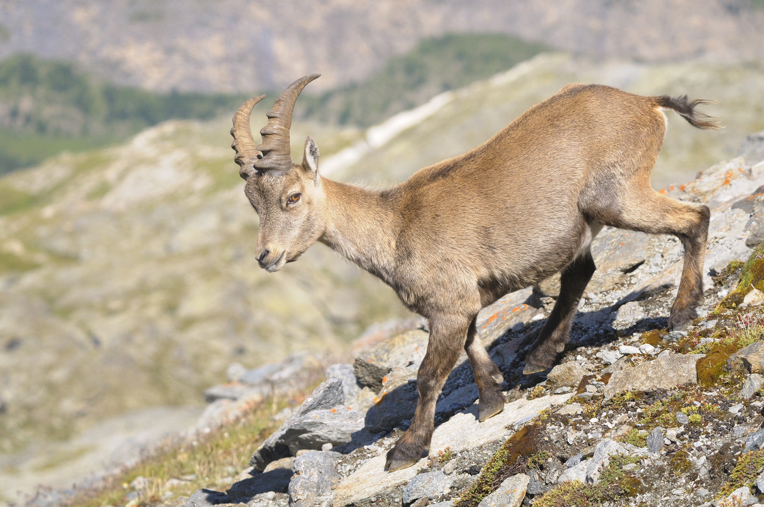 cabras salvajes